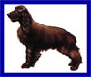 Click here for more detailed Field Spaniel breed information and available puppies, studs dogs, clubs and forums